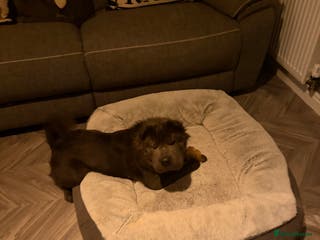 Shar Pei dogs Bear coat Shar Pei Girl age 2 - Advert 2