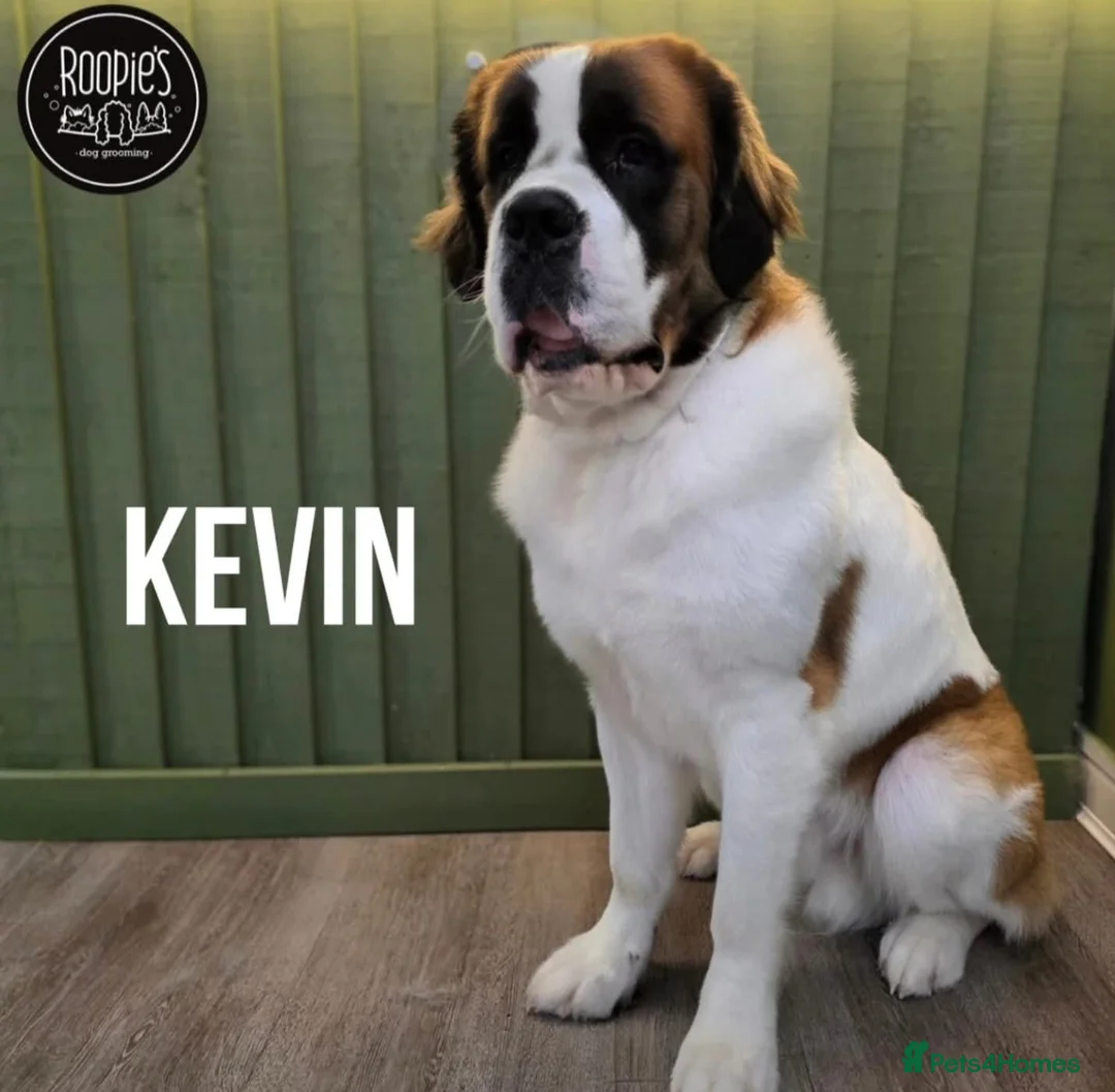 Saint Bernard dogs for sale: Kc registered st bernard 17months - Advert 2