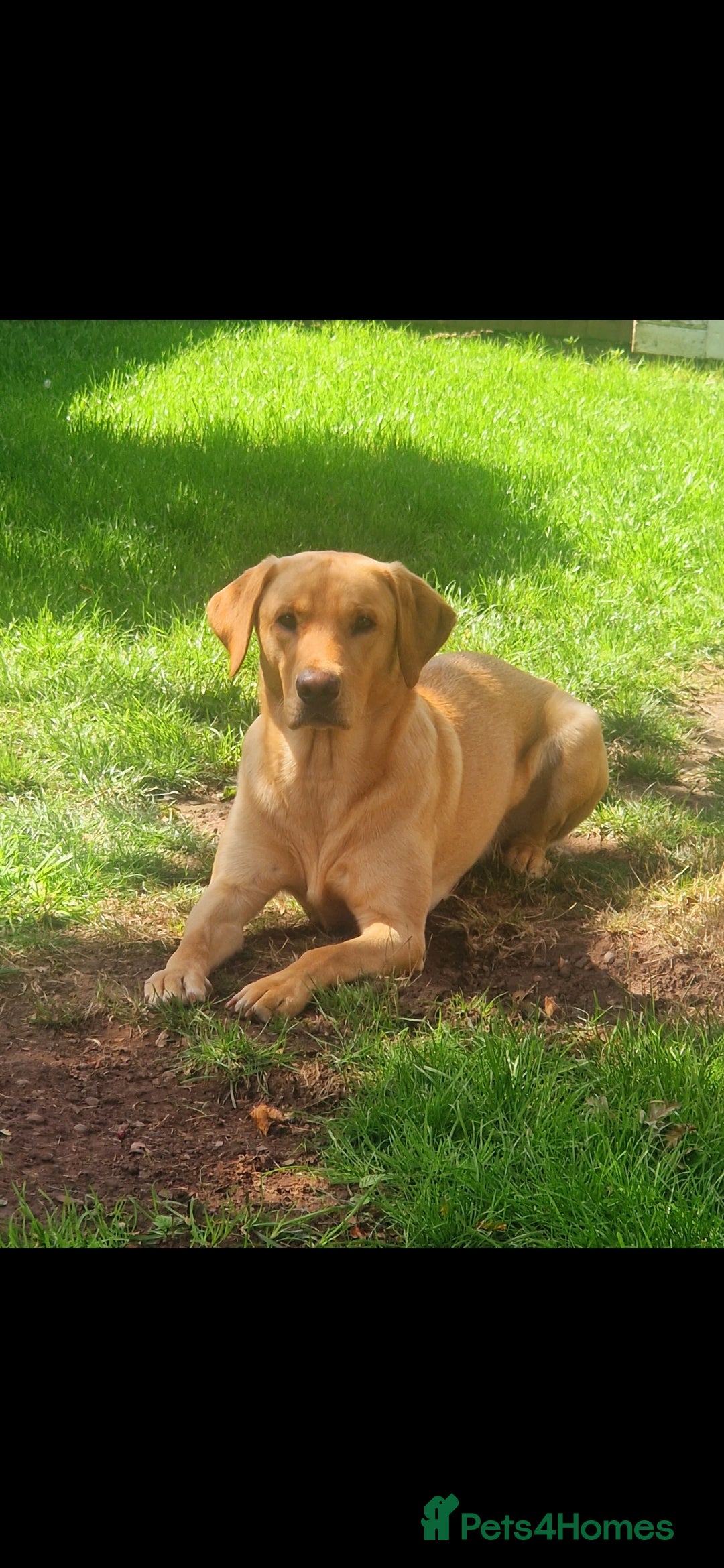 Labrador Retriever dogs for stud: Unproven Labrador Stud NO FEE. KC reg/BVA screened in Brecon - Advert 5