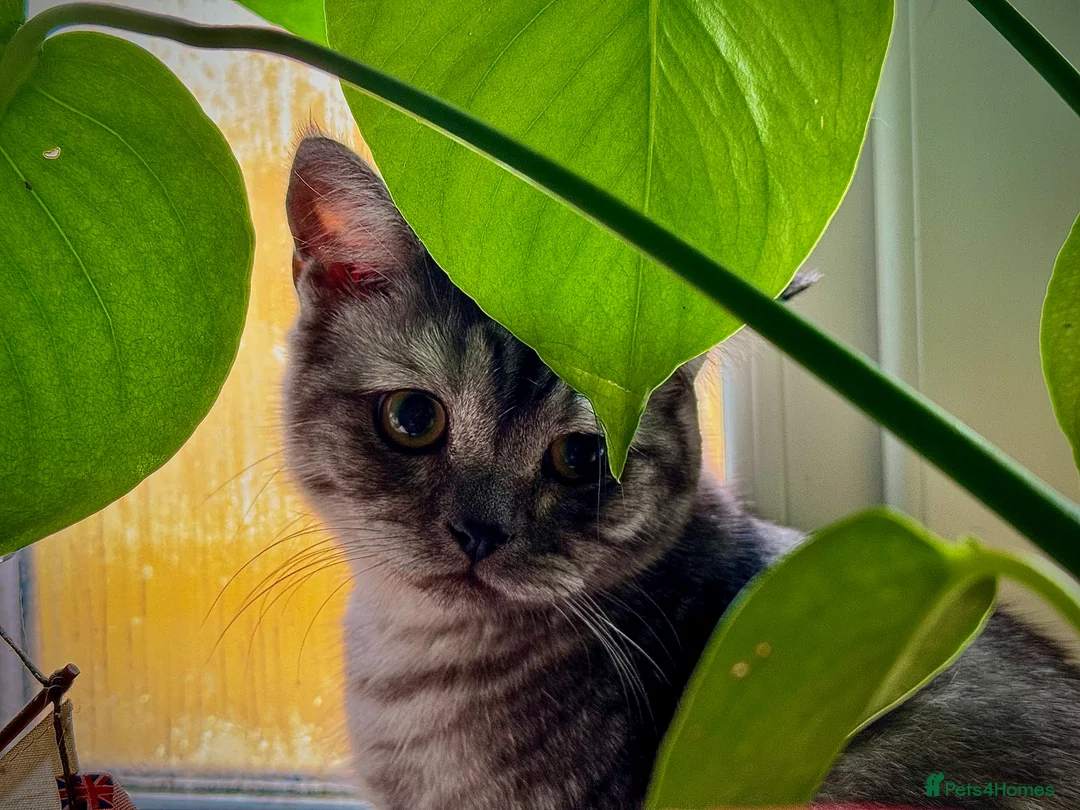 Scottish Fold cats for sale: Meet Thor - Beautiful Scottish Fold Boy - Advert 4