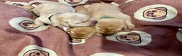 Labrador Retriever dogs for sale: KC Labrador pups ready 5th Jan 26 - Advert 15