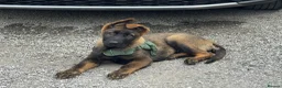 German Shepherd dogs for sale: KC Registered German Shepherd PuppiesChampion Line - Advert 5