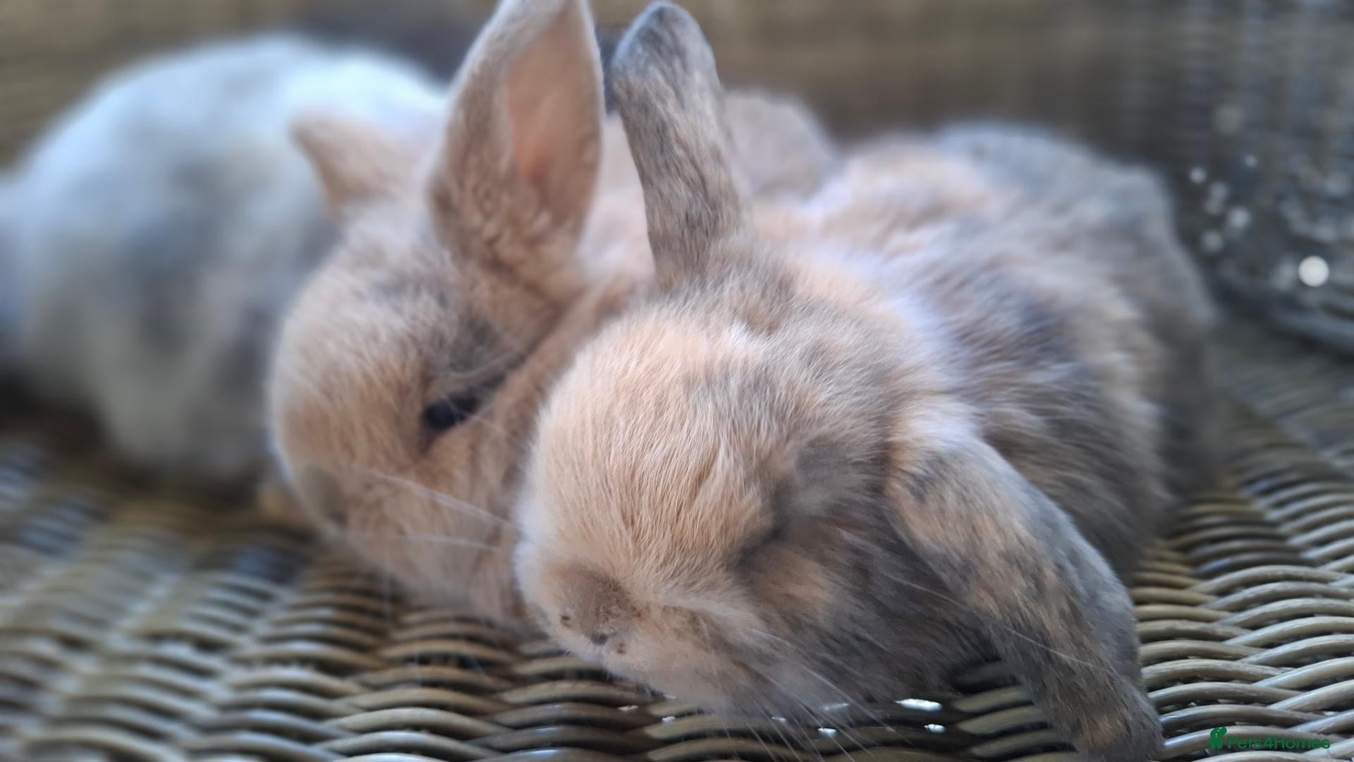 Mini Lop rabbits for sale: Two boys left to be reserved for 20th November  - Advert 21