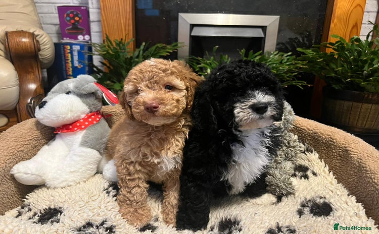 Cockapoo dogs - Advert 2