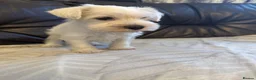 Miniature Schnauzer dogs for sale: Beauiful miniature schnauzer puppies available  - Advert 21