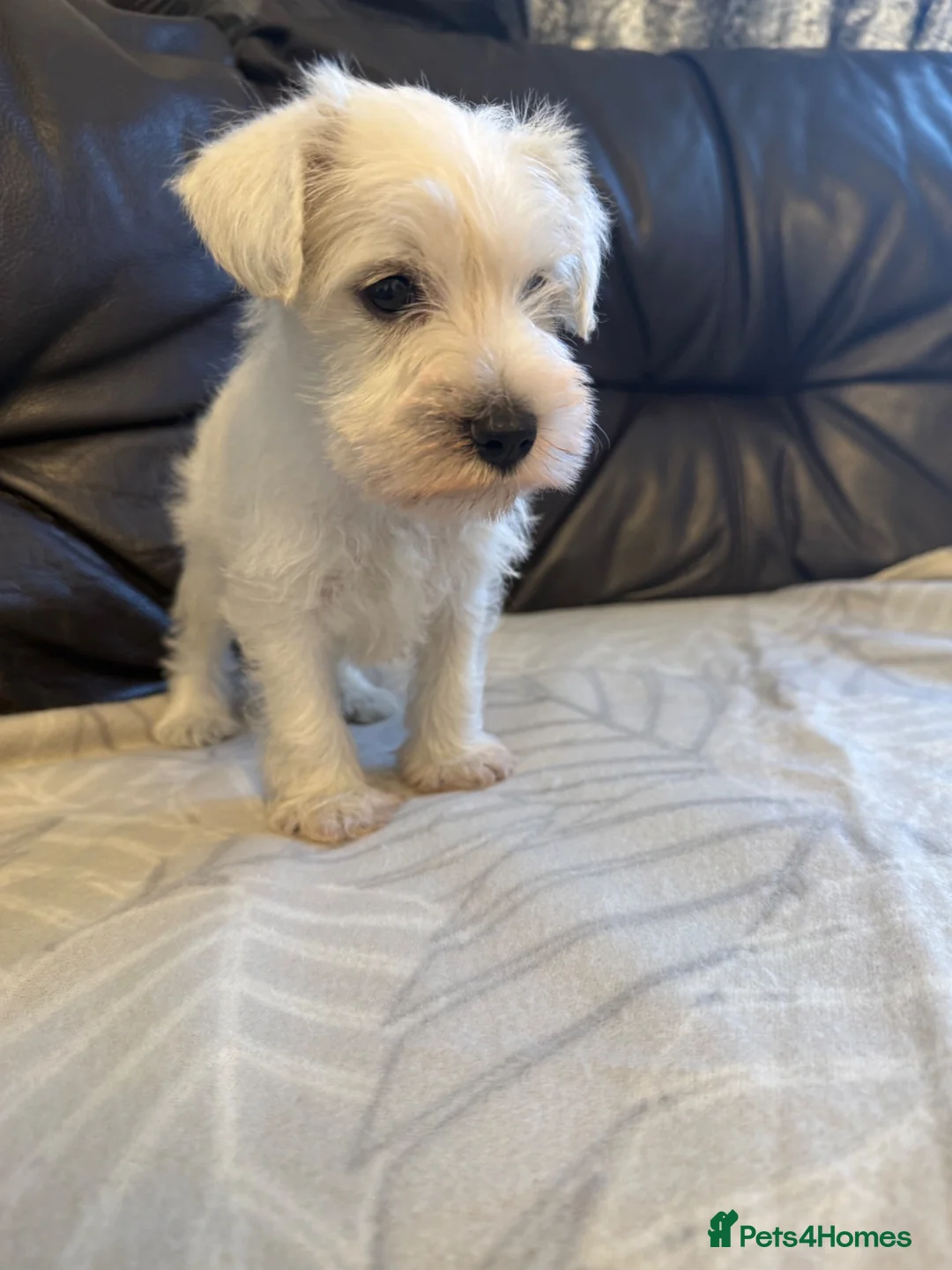 Miniature Schnauzer dogs for sale: Beauiful miniature schnauzer puppies available  - Advert 21