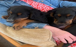 Cocker Spaniel dogs for stud: Black and tan Cocker Spaniel for stud - Image 13