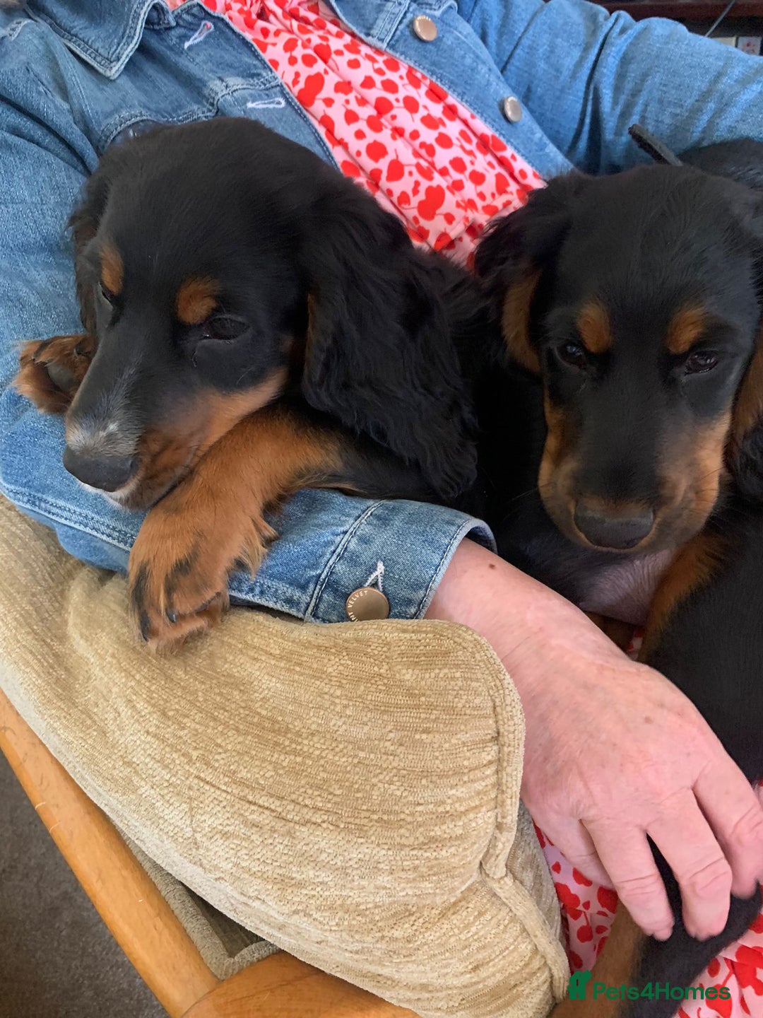 Cocker Spaniel dogs for stud: Black and tan Cocker Spaniel for stud - Image 13