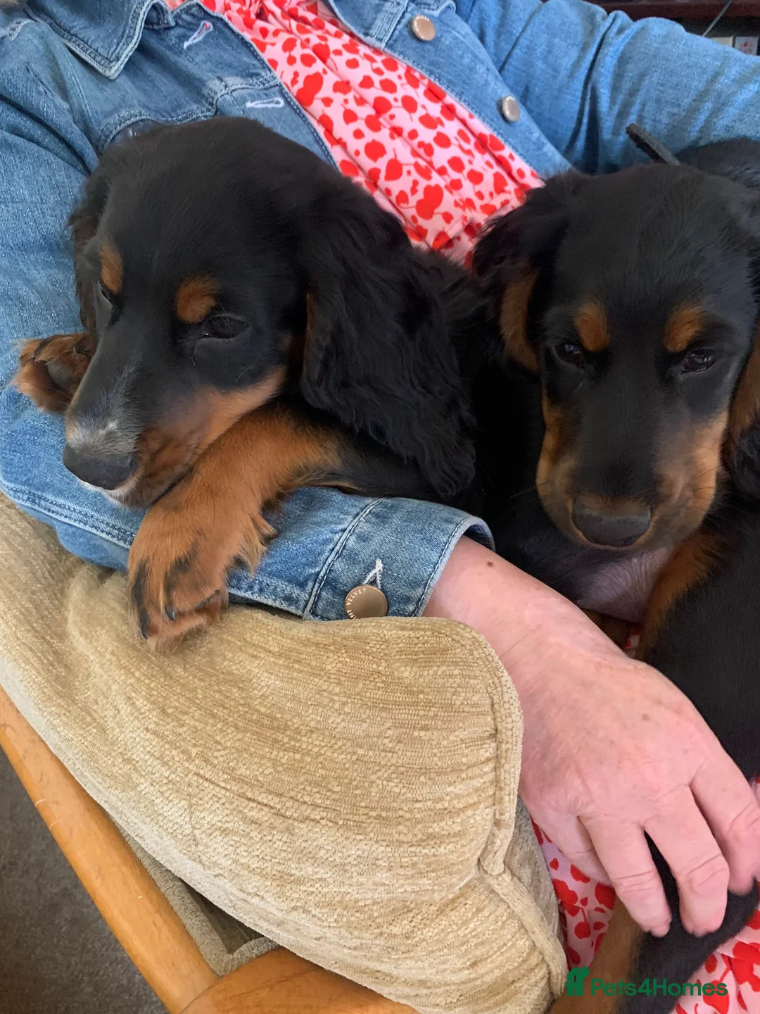 Cocker Spaniel dogs for stud: Black and tan Cocker Spaniel for stud - Advert 13