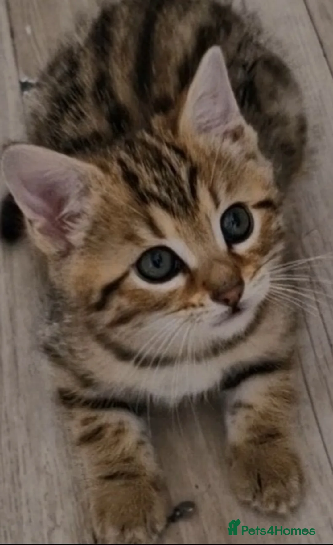Mixed Breed cats for sale: One little bengal cross boy - Advert 7
