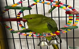 Budgerigars birds for sale: INDIAN RINGNECK - Image 1