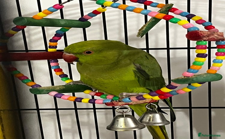 Budgerigars birds - Advert 9