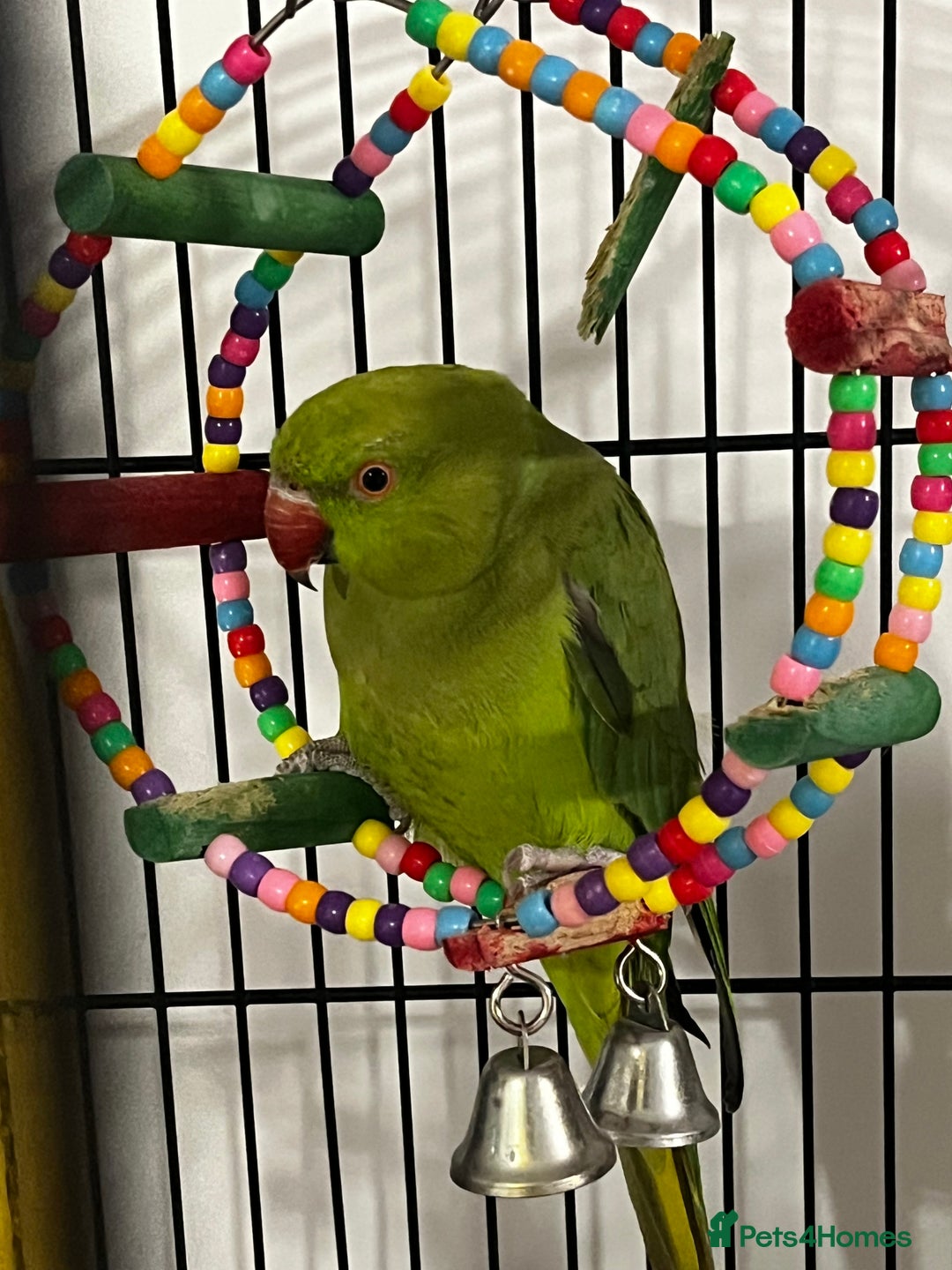 Budgerigars birds for sale: INDIAN RINGNECK - Image 1