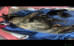 Mixed Breed cats for sale: Siberian x British Shorthair Kittens 💞 - Image 1