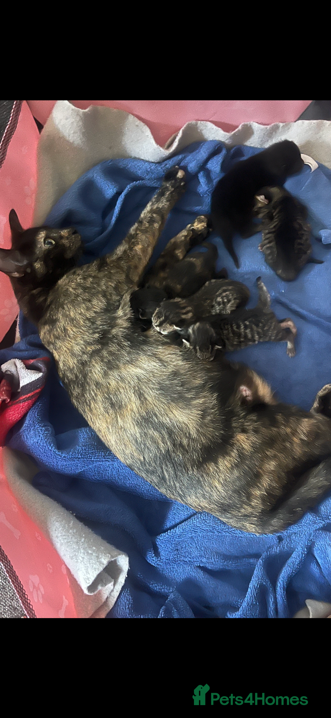 Mixed Breed cats for sale: Siberian x British Shorthair Kittens 💞 - Image 1