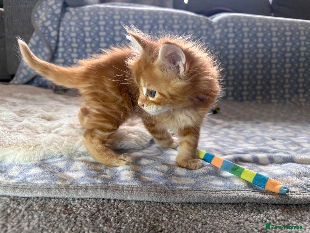 Maine Coon cats for sale: A litter of 7 Beautiful Maine coon kittens - Advert 7