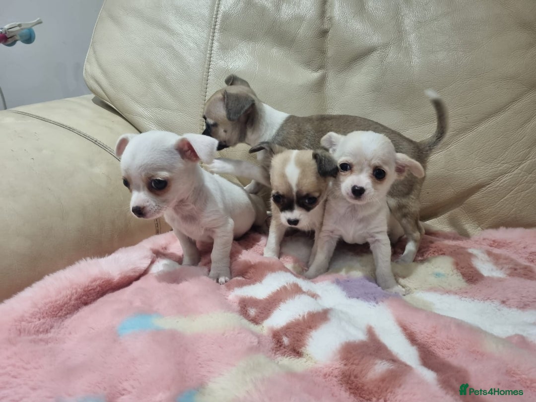 Chihuahua dogs for sale: Chihuahua puppies for sale  - Image 15