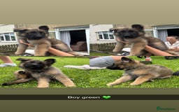 German Shepherd dogs for sale: German shepherd puppies  - Image 7