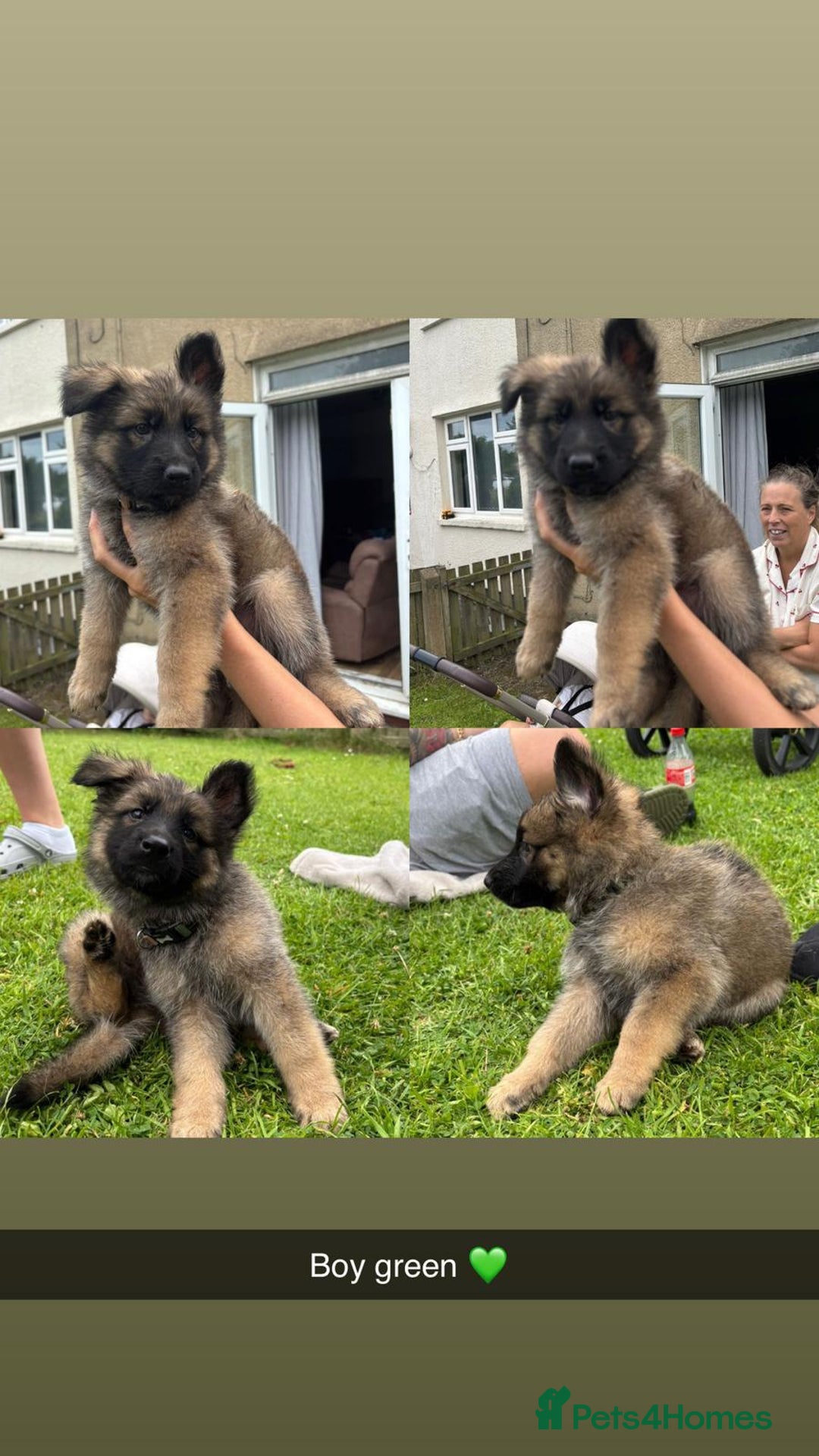 German Shepherd dogs for sale: German shepherd puppies  - Image 7