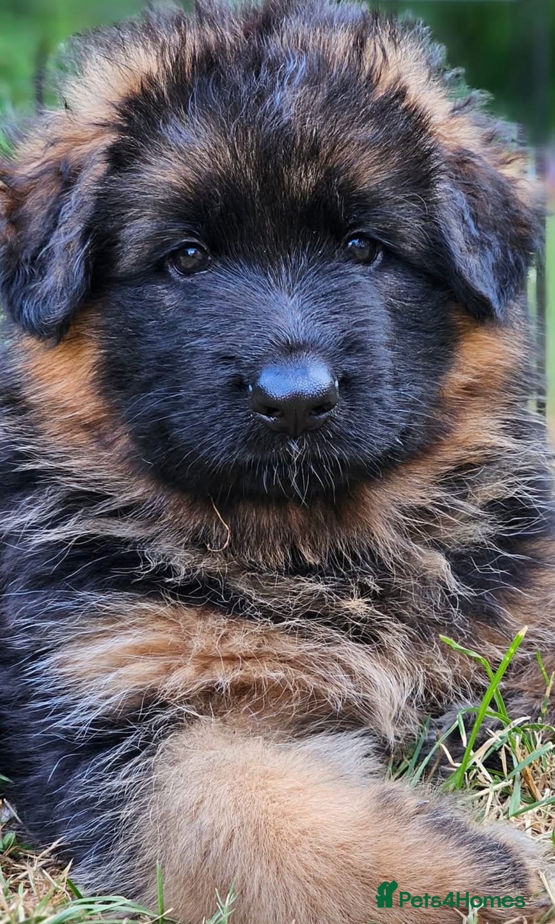 German Shepherd dogs for sale: German Shepard  - Image 3