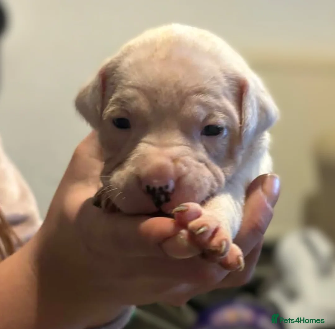 Mixed Breed dogs for sale: Bull cross staffy pups. LAST 2 GIRLS LEFT  - Advert 5