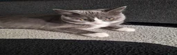 Mixed Breed cats for sale: LOOKING FOR A LOVING FOREVER HOME FOR LOKI in Nottingham - Advert 2