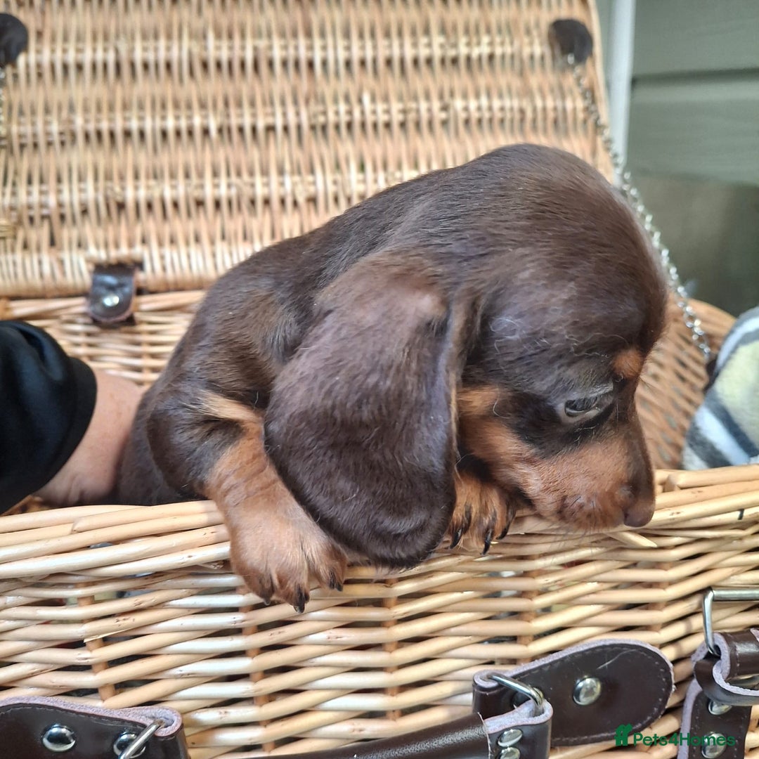 Miniature Dachshund dogs for sale: Miniature dachshund  - Image 3