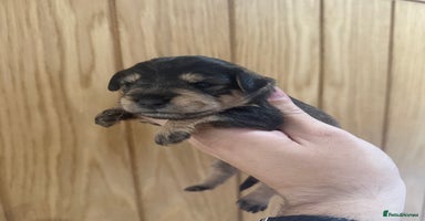Mixed Breed dogs - Advert 5