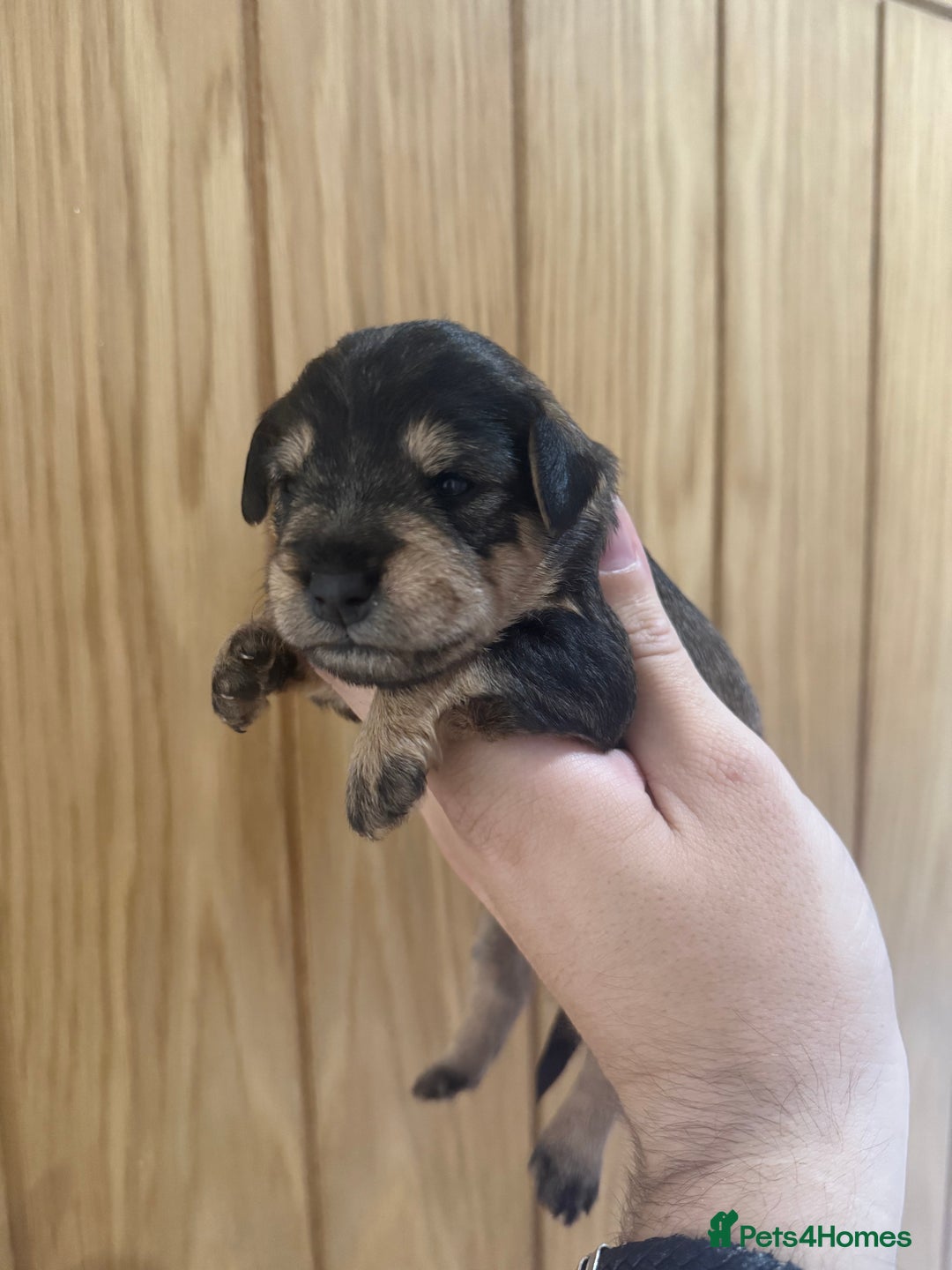 Schnoodle dogs for sale: LAST OUTSTANDING GIRL TOY SCHNOODLES DNA 🧬 CLEAR! - Image 17