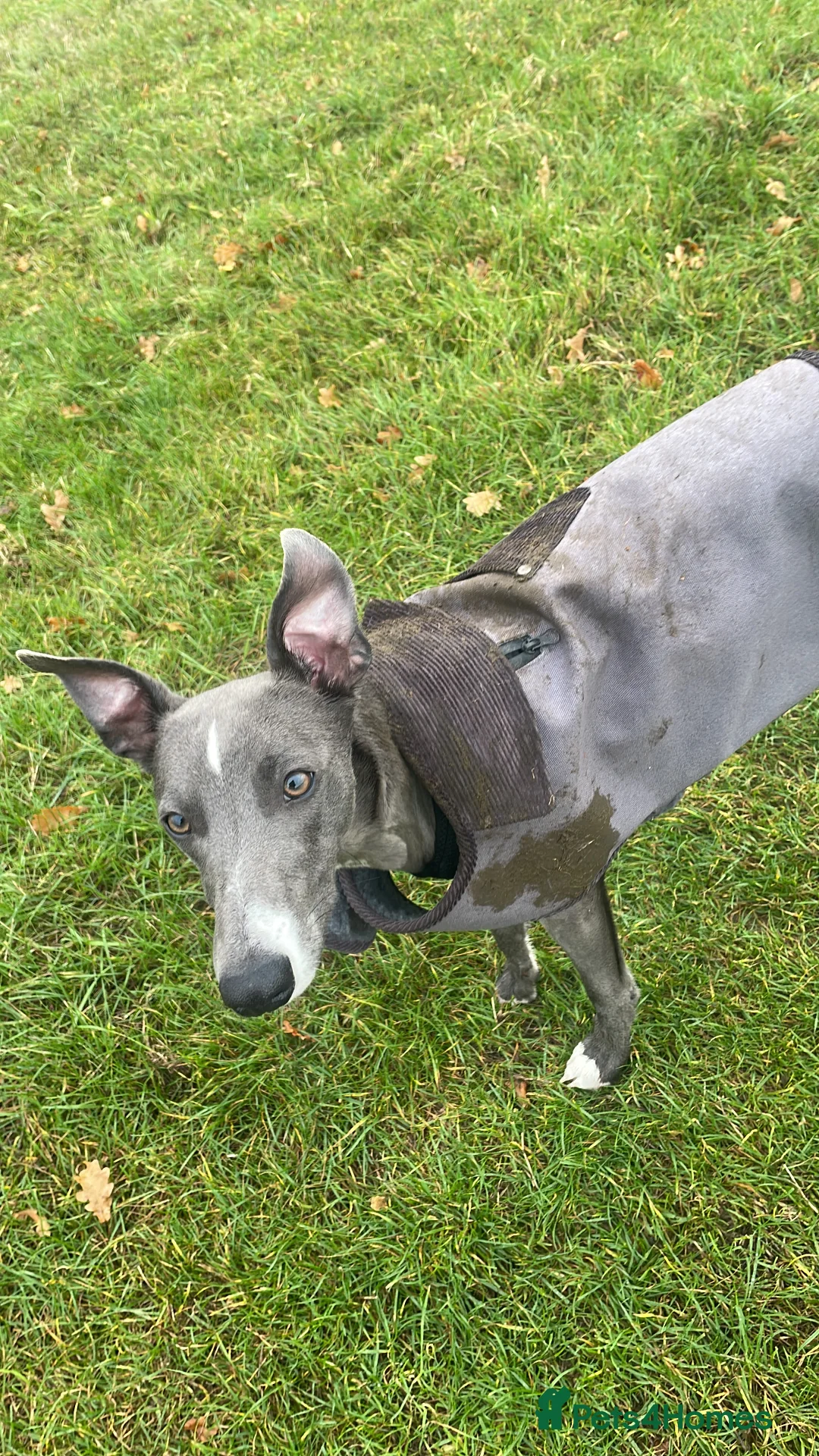 Whippet dogs for sale: 11 month old whippet puppy  - Advert 8