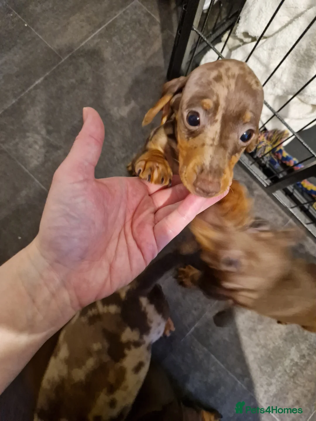Miniature Dachshund dogs for sale: Beautiful Miniature Smooth Haired Dachshund  - Advert 16