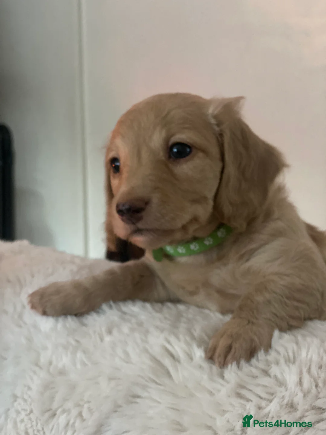 Miniature Dachshund dogs for sale: Long-Haired Miniature Cream Dachshund - Advert 13