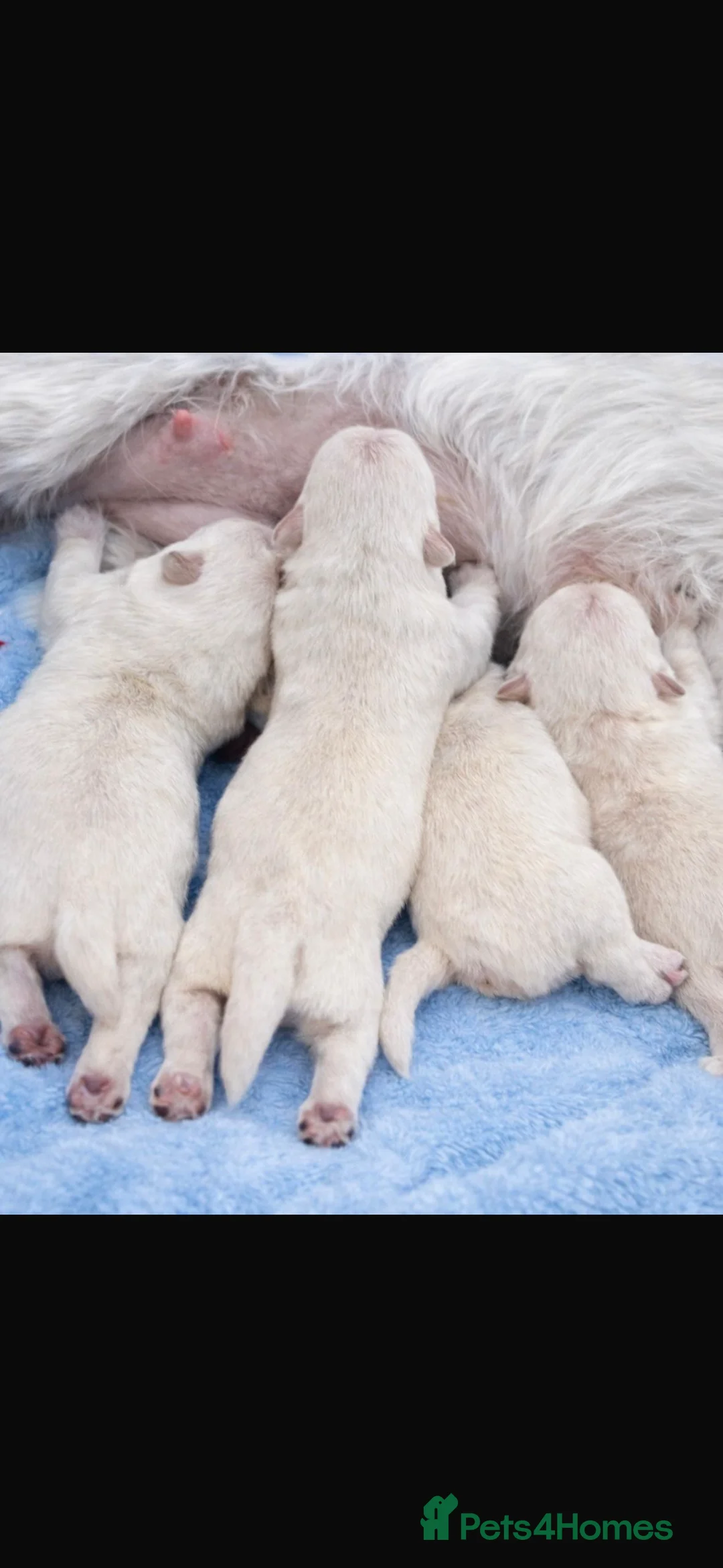 West Highland Terrier dogs for sale: Stunning Pure Pedigree West Highland Terrier  - Advert 3