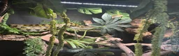 Rat Snake reptiles for sale: Taiwanese beauty rat snake in Oldham - Advert 2