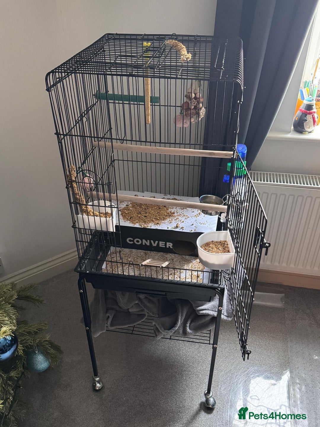 Cockatiels birds for sale: Female Cockatiel for sale - Advert 3