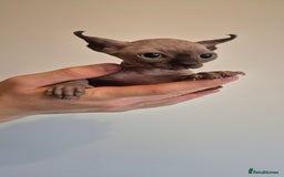 Sphynx cats for sale: Silver elf and black little babies - Image 26