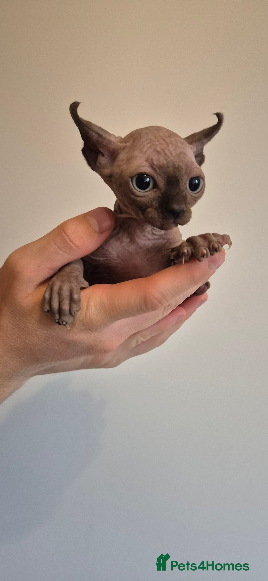 Sphynx cats for sale: Silver elf and black little babies - Image 26
