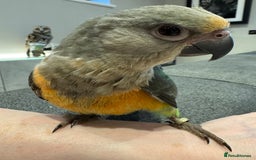 Parrots birds for sale: Baby Hand Reared African Red Bellied Parrot - Image 4