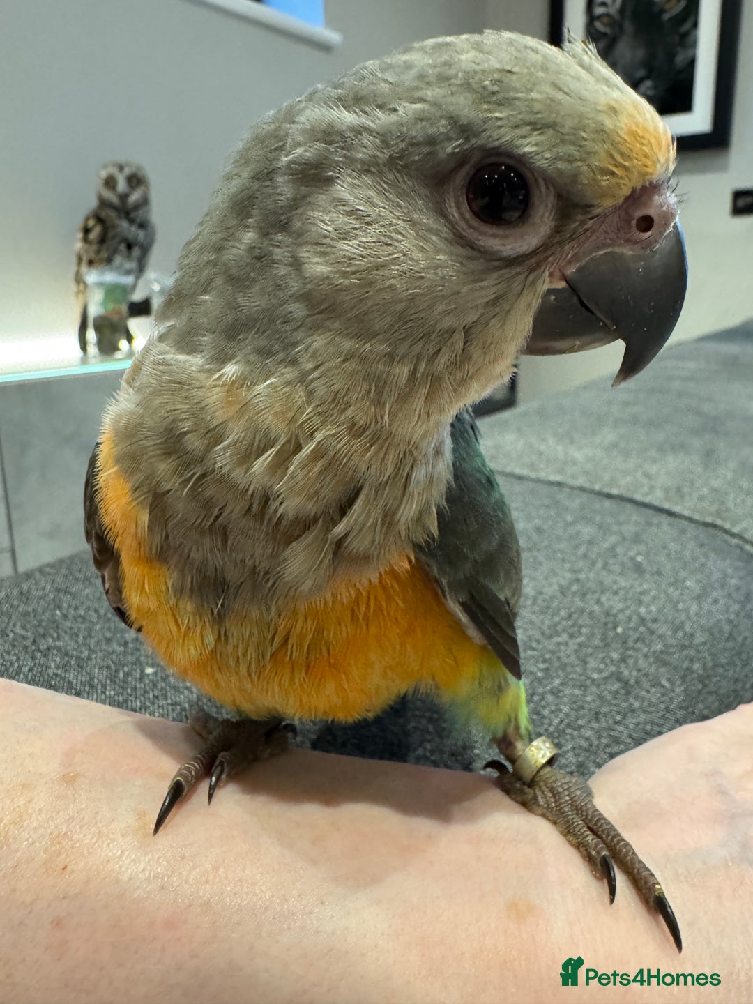 Parrots birds for sale: Baby Hand Reared African Red Bellied Parrot - Image 4