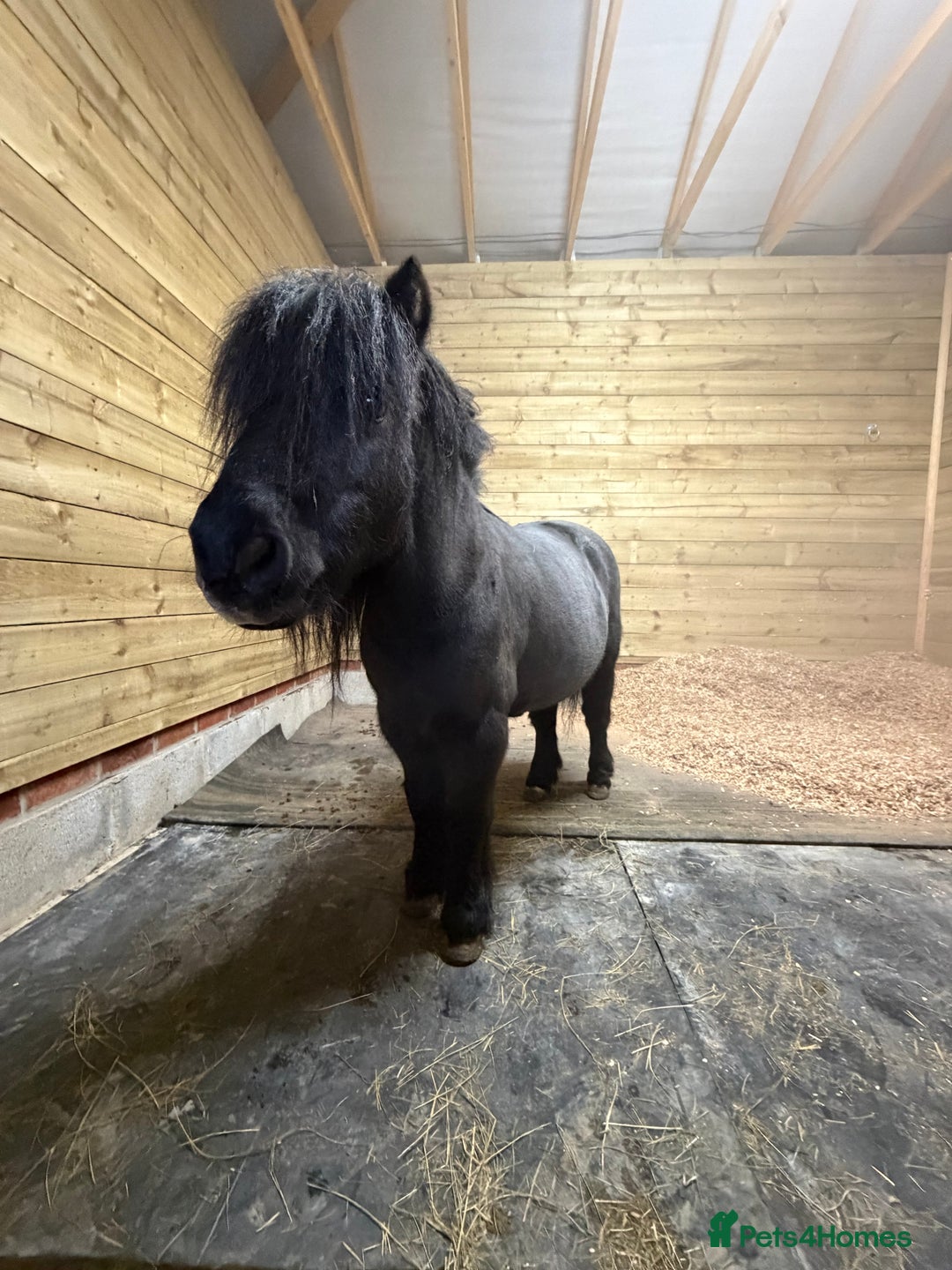 Shetland pony horses for sale: Shetland gelding  - Advert 3