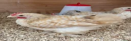 Chickens poultry for sale: 3 Male Pekin Bantam Roosters in Bishop Auckland - Advert 3