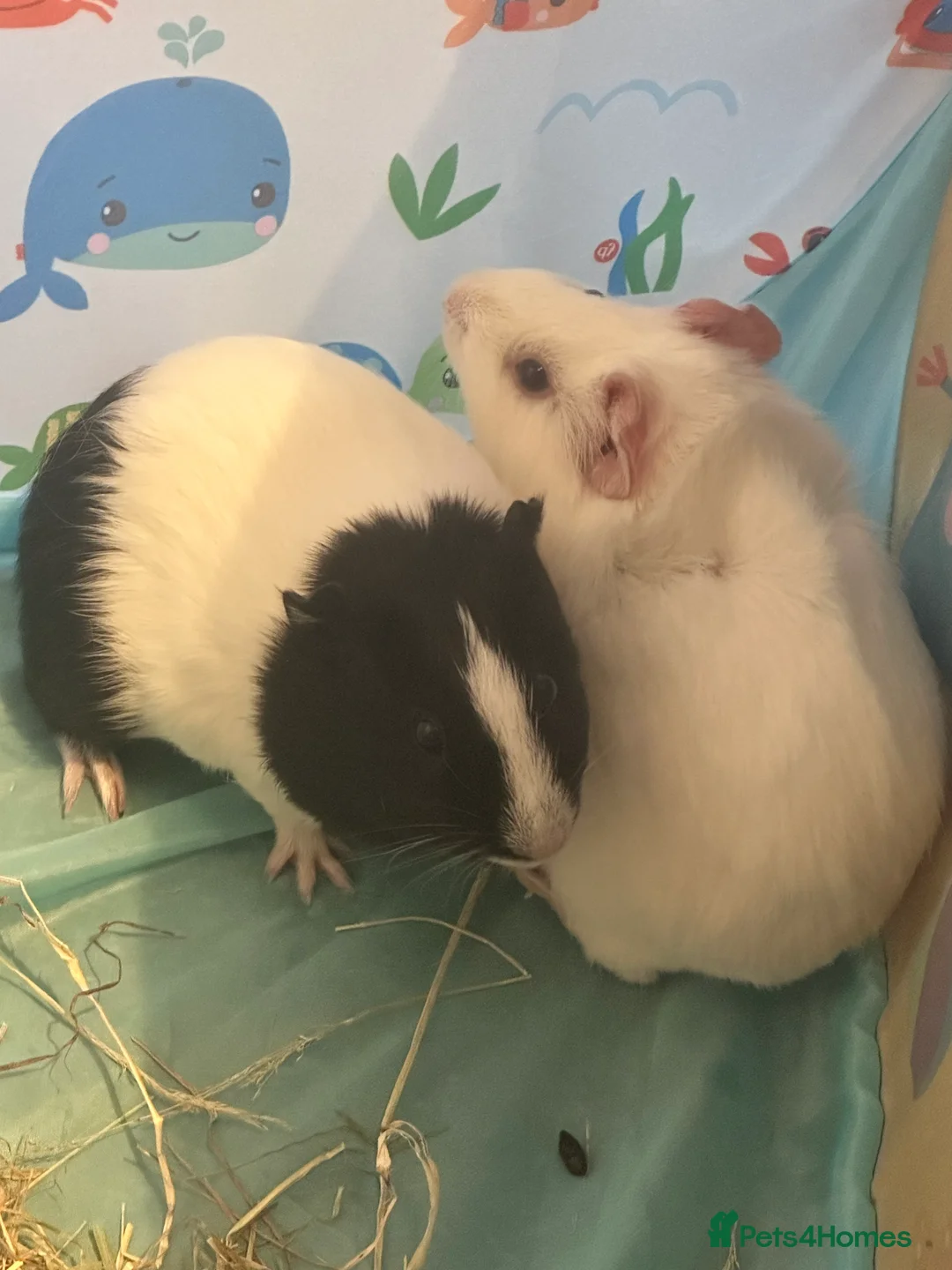 Guinea Pig rodents for sale: 2x female guinea pigs in Chesterfield - Advert 2