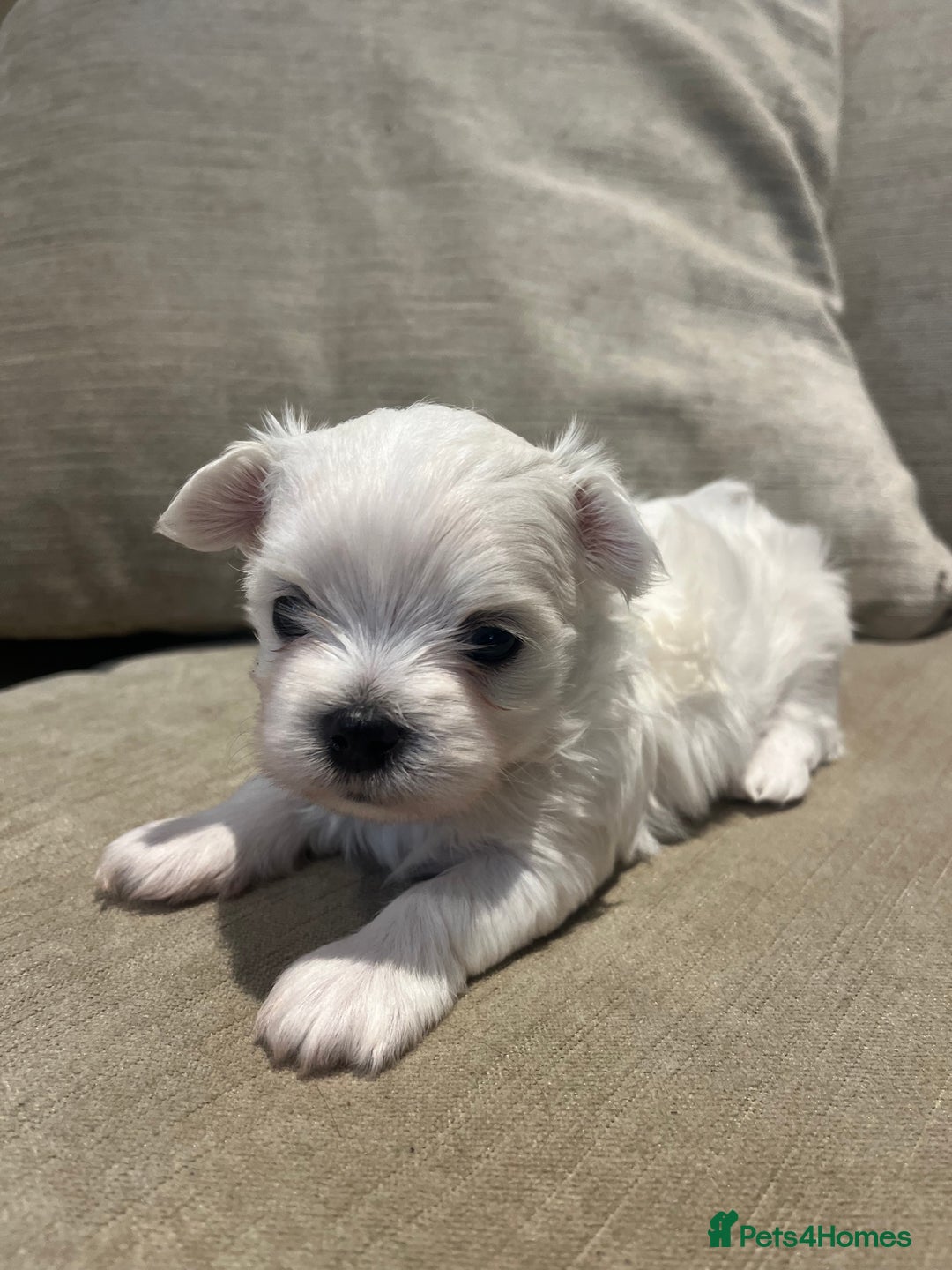 Maltese dogs for sale: Tiny Korean Maltese Boys - Advert 25