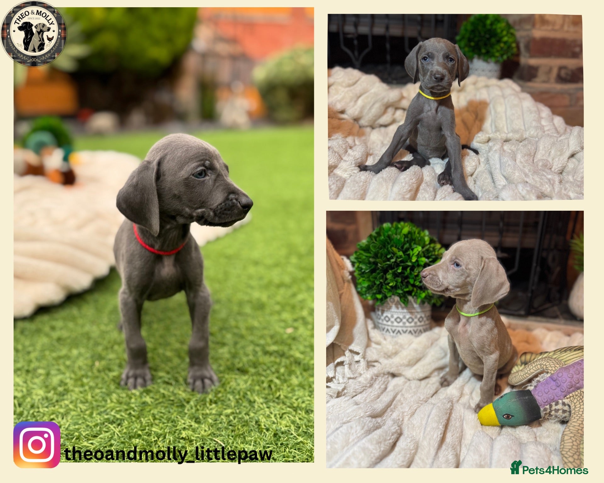 Weimaraner dogs 🐾KC Registered Blue & Silver Weimaraner Puppies🐾 - Advert 1