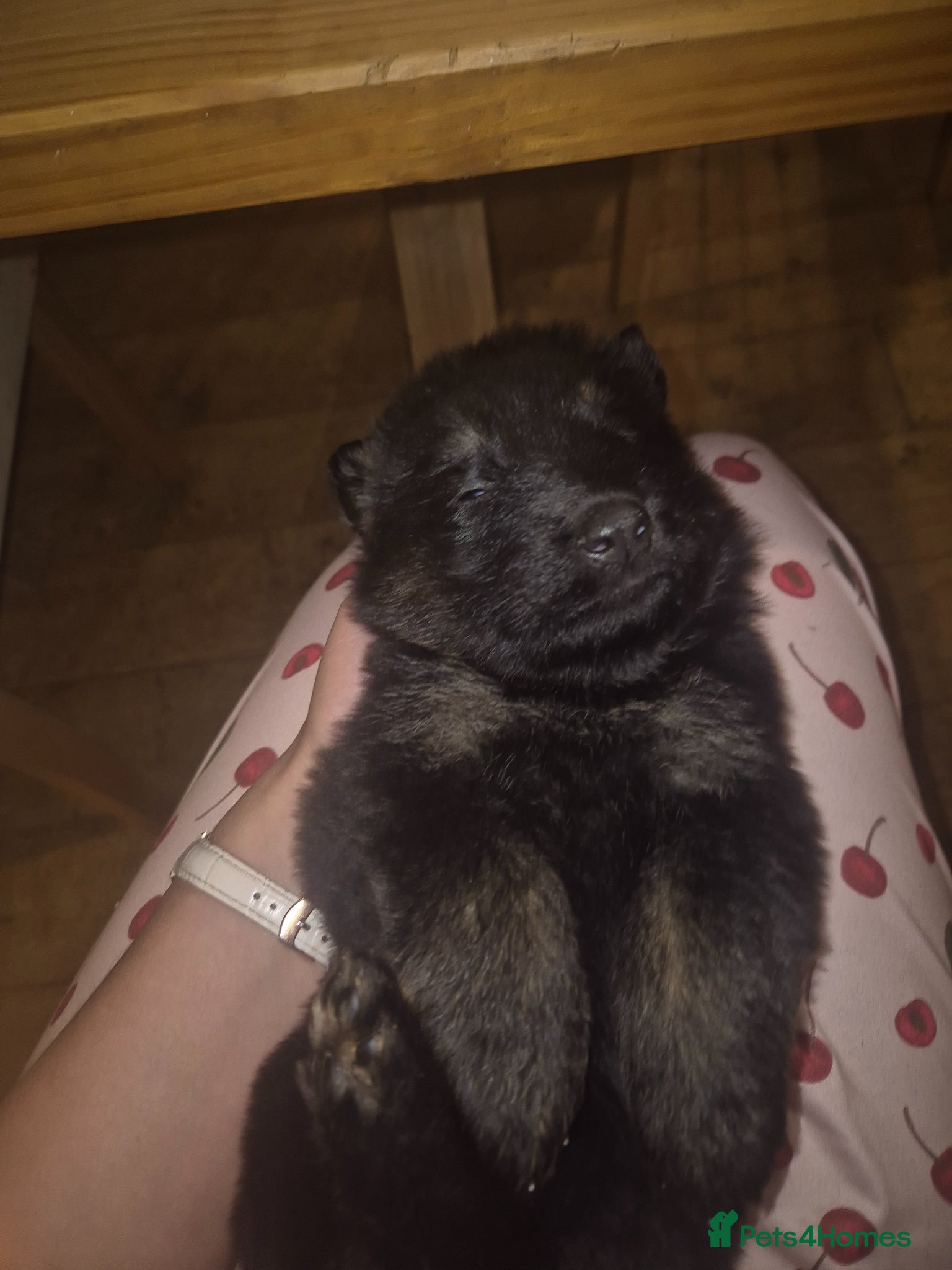German Shepherd dogs Ready to reserve male gsd - Advert 3