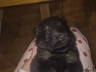 German Shepherd dogs Ready to reserve male gsd - Advert 1