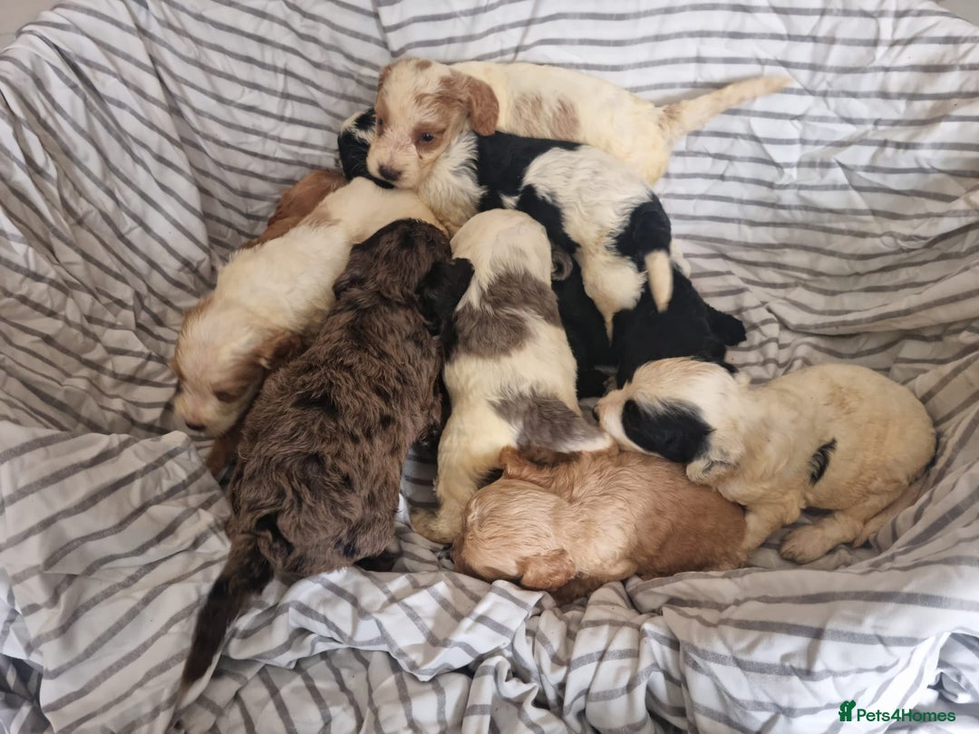 Cockapoo dogs for sale: Cockapoo puppies  - Image 16