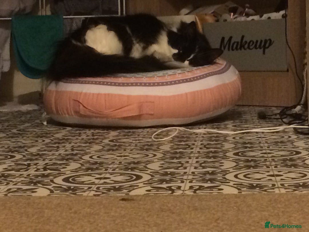 British Longhair cats for sale: Meet Tinca - Image 16