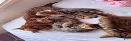 Bengal cats for sale: Beautiful Bengal Kittens🤎 in London - Advert 2