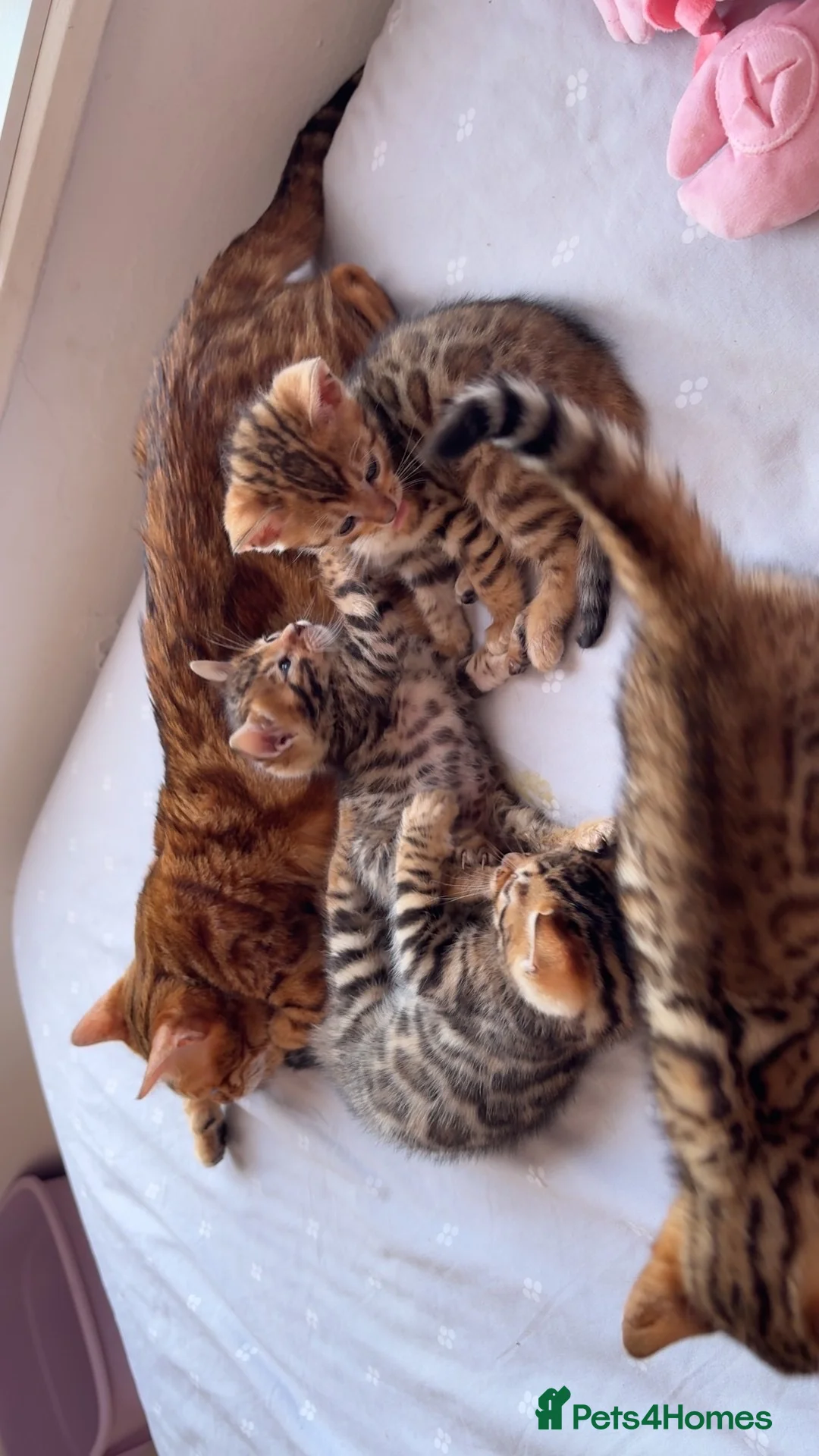 Bengal cats for sale: Beautiful Bengal Kittens🤎 in London - Advert 2